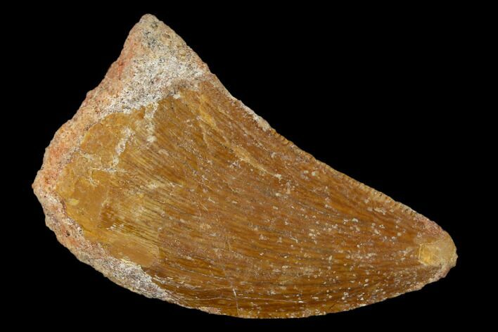 Bargain, 1.19" Carcharodontosaurus Tooth - Real Dinosaur Tooth